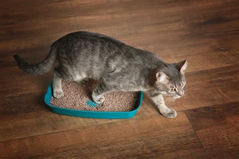 Cat litter that doesn't track. Things To Know About Cat litter that doesn't track. 